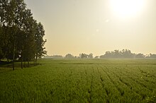 Paddy fields in Mongolkote Paddy fields in Purba Bardhaman.jpg