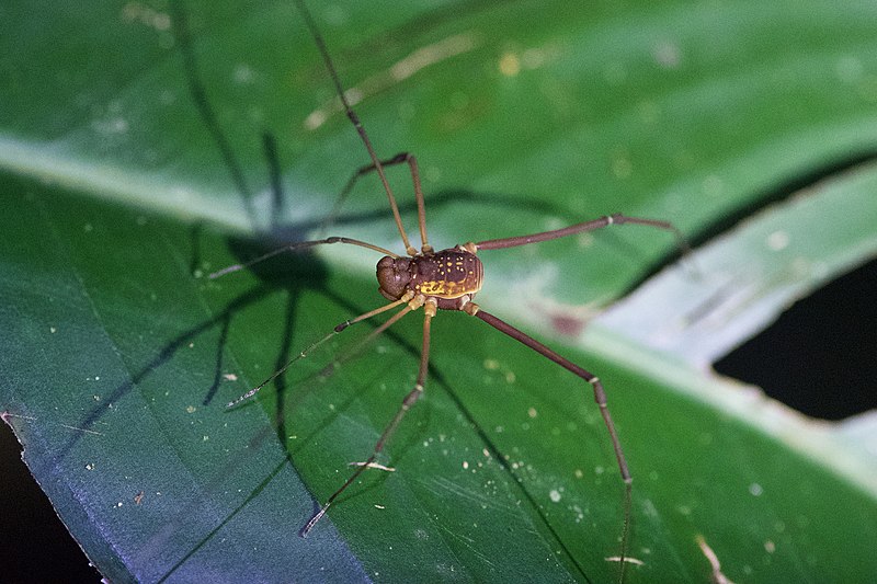 Superfamily Gonyleptoidea · iNaturalist