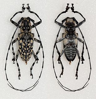 <i>Palimna annulata</i> species of beetle