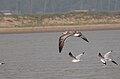 Pallas's Gull first wintering in India