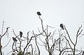 Paloma Morada, Red Billed Pigeon, Patagioenas flavirostris (10130165586).jpg