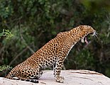Zívající samice (Yala National Park)