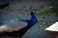 Paon bleu (Pavo Cristatus)