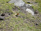 Català: Tossa Plana de Lles-Puigpedrós (Cerdanya, Alt Urgell) (Lles de Cerdanya, les Valls de Valira, Meranges i altres). Fotos preses en una excursió del refugi de Malniu als estanys de Malniu i Mal. This is a a photo of a natural area in Catalonia, Spain, with id: ES510205 Object location 42° 27′ 00″ N, 1° 42′ 00″ E  View all coordinates using: OpenStreetMap