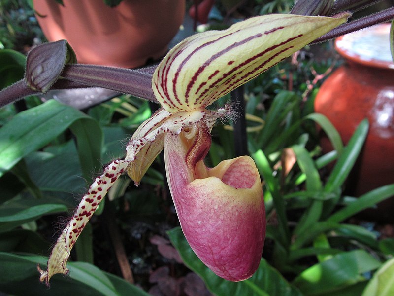 Paphiopedilum Transvaal ‘Beechview’