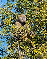 * Nomination Chacma baboon (Papio ursinus), Chobe National Park, Botswana --Poco a poco 10:20, 26 April 2020 (UTC) * Promotion  Support Good quality. --Trougnouf 15:50, 26 April 2020 (UTC)