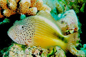 Striped coral guardian (Paracirrhites forsteri)