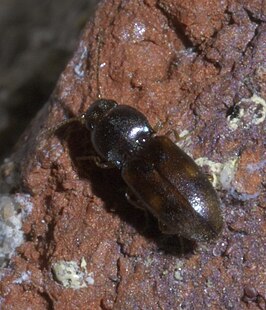 Paradonus obliquatulus