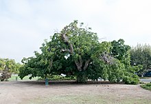 Paradox-hybridipähkinäpuu, Whittier-1.jpg