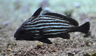 <i>Pareques acuminatus</i> Species of fish