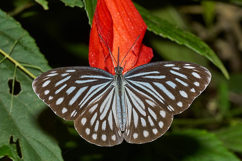 File:Pareronia hippia-Silent Valley-2016-08-15-001.jpg