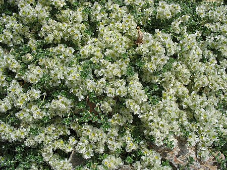 Paronychia polygonifolia - Encamp, Andorra.JPG