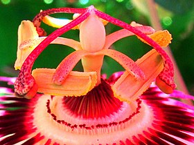 Stamens of a passion flower (Passiflora caerulea) showing interesting symmetry