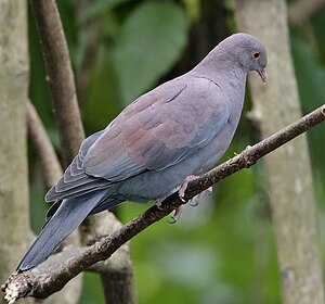 Patagioenas oenops-2009-0124.jpg