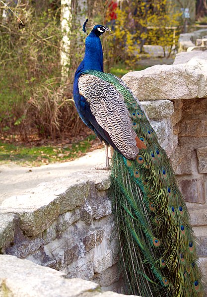 File:Pavo cristatus LC0025.jpg