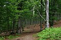 * Nomination: Forest path near Payolle, French Pyrenees. --JLPC 22:17, 1 June 2012 (UTC) * * Review needed