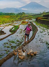 A farmer grazes his ducks in the Ngendrosari rice fields, Kajoran, Magelang, Central Java Penggembala Bebek (detail).jpg