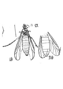 Penthetria lugens 19 femelle Oustalet 1937 N. Th. éch R1008 x2,7 et R872 x3,3 p. 227 pl. XVI Diptères du Sannoisien de Kleinkembs.pdf