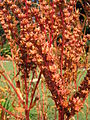 Planta colorada Penthorum (orde Saxifragales)