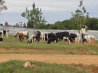 People grazing cows in Rwanda Pepeople grazing cows in Rwanda.jpg