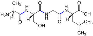 Peptide Bonds Tetrapeptide V.1.png