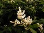 Afghaanse duizendknoop (Persicaria wallichii)