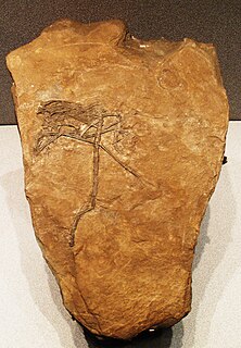 <i>Peteinosaurus</i> Genus of pterosaur from the Late Triassic