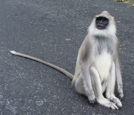 File:PeterMaas-India-MudumalaiNationalPark-Langur1.jpg