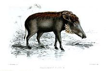 African warthog, totem of the Faye Family PhacochoerusAellaniKeulemans.jpg