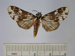 <i>Phaegoptera sestia</i>
