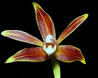 Phaius borneensis