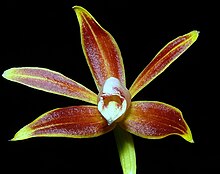 Phaius borneensis raab bustamante.jpg