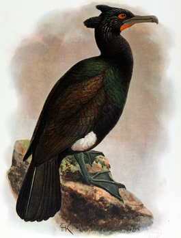 Phalacrocorax perspicillatus.png