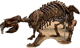 <i>Phascolonus</i> Extinct genus of giant wombat