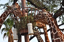 Phoenix Zoo - Wikipedia