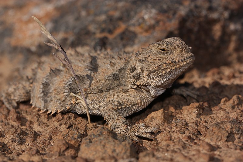 File:Phrynosoma douglasii 4179.JPG