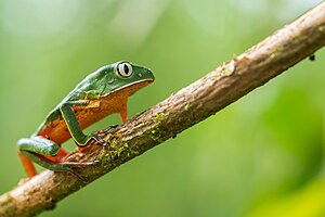 Phyllomedusa distincta no Parque Estadual por Carlos Botelho Giordano Rossi (06).jpg