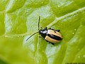 Phyllotreta armoraciae (Koch, 1803)