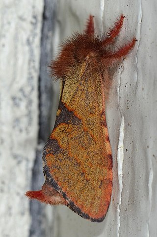 <i>Phymatopus hectoides</i> Species of moth