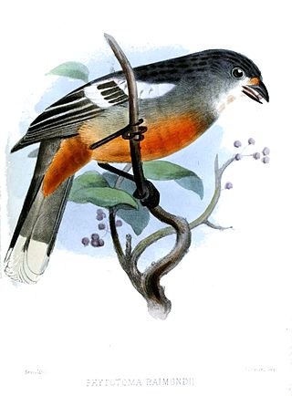 <span class="mw-page-title-main">Peruvian plantcutter</span> Species of bird