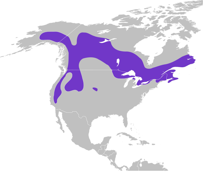 File:Picoides arcticus map.svg