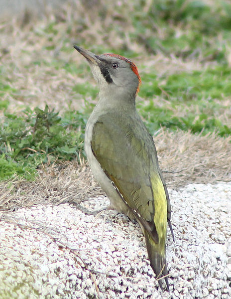 File:Picus viridis sharpei 073.jpg