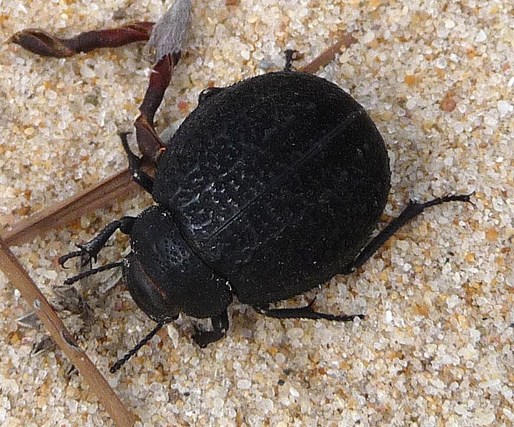 File:Pimelia species. Tenebrionidae - Flickr - gailhampshire.jpg