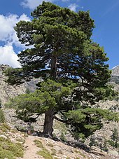 Pinus nigra var. corsicana--Corsican pine, in Corsica. Pin laricio Corse.jpg