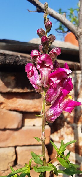 File:Pink Snapdragon Flower 01.jpg
