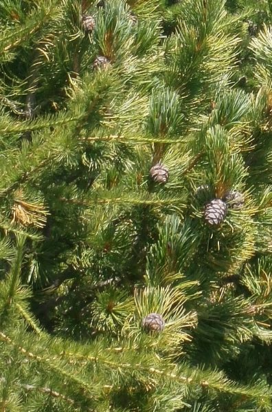 File:Pinus cembra cones.jpg