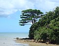 Iriomote Jima