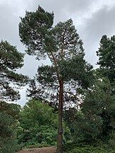 Pinus sylvestris at the New York Botanical Garden