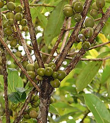 Pittosporum resiniferum, Minyak tanah Buah. (13908120943).jpg