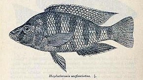 Placidochromis johnstoni2.jpg resminin açıklaması.